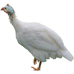 Porcelain Guinea